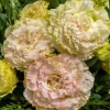 Lisianthus Live Plant - Rose Without Thorns - Starter Plant - 3/4-2 inch pot - Image 1