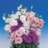 Lisianthus Live Plant - The Rose Without Thorns - Starter Plug - Attracts Pollinators - Image 1