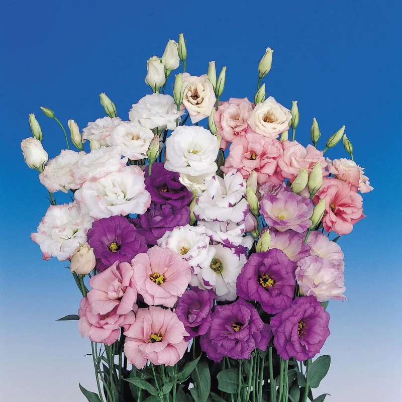 Lisianthus Live Plant - The Rose Without Thorns - Starter Plug - Attracts Pollinators - Image 1