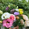 Lisianthus Live Starter Plant - 'Rose' Type for Gardens & Cut Flowers, 3/4"-2" Pot - Image 1