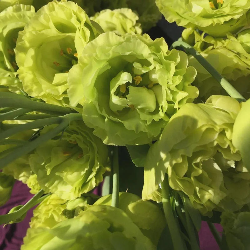 Lisianthus Rosanne Series Live Plant Plug - Flowering Garden Home Decor - Image 10