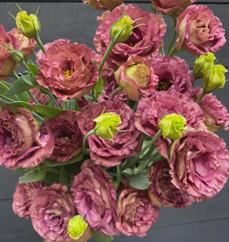 Lisianthus Rosanne Series Live Plant Plug - Flowering Garden Home Decor - Image 5