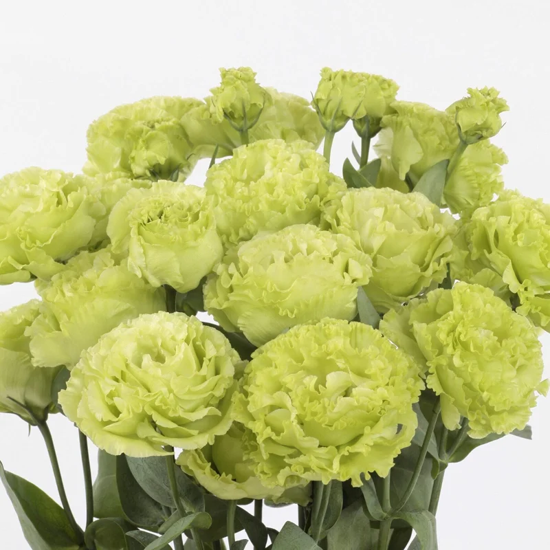Lisianthus Rosanne Series Live Plant Plug - Flowering Garden Home Decor - Image 6