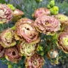 Lisianthus Rosanne Series Live Plant Plug - Flowering Garden Home Decor - Image 1
