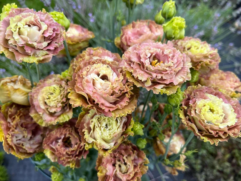 Lisianthus Rosanne Series Live Plant Plug - Flowering Garden Home Decor - Image 1