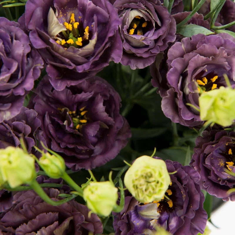 Lisianthus Rosanne Series Live Plant Plug - Flowering Garden Home Decor - Image 7