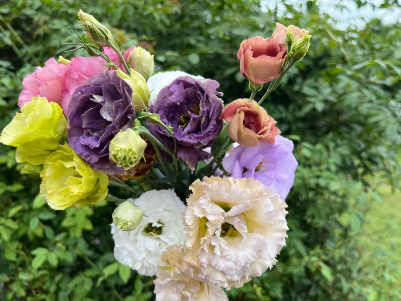 Lisianthus Rosanne Series Live Plant Plug - Flowering Garden Home Decor - Image 9