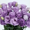 Lisianthus Rosita Series Live Plant - Starter, Rose-Like Blooms, 1-3 Feet Tall - Image 1