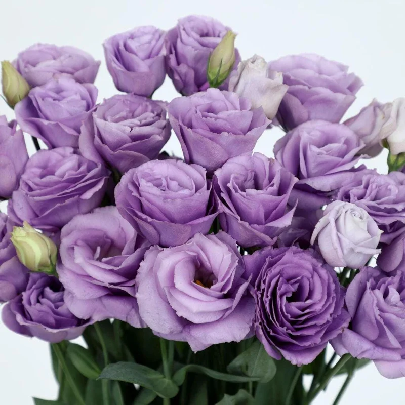 Lisianthus Rosita Series Live Plant - Starter, Rose-Like Blooms, 1-3 Feet Tall - Image 1