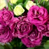 Lisianthus Voyage Live Plant Plug - Flowering Plant for Garden & Home, 1-3 ft - Image 1