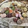 Lithops Live Plant - Living Stones Colorful Succulent - Unique Indoor Decor - Image 1