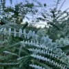 Live Eucalyptus Seedling Plugs - Starter Plants for Home & Garden, Aromatic Foliage - Image 1