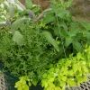 Live Herb Plant Plugs - Thyme & Oregano Starter Plants - Well-rooted, Culinary - Image 1