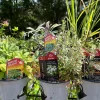 Live Herb Plants Collection - Basil, Thyme, Rosemary, Lemongrass - Ready to Grow Herb Garden - 3-4 inch pots - Image 1