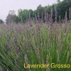 Live Lavender Grosso Plant Starter - Fragrant Perennial Herb, Lavandula x intermedia, Zones 5-9 - Image 1