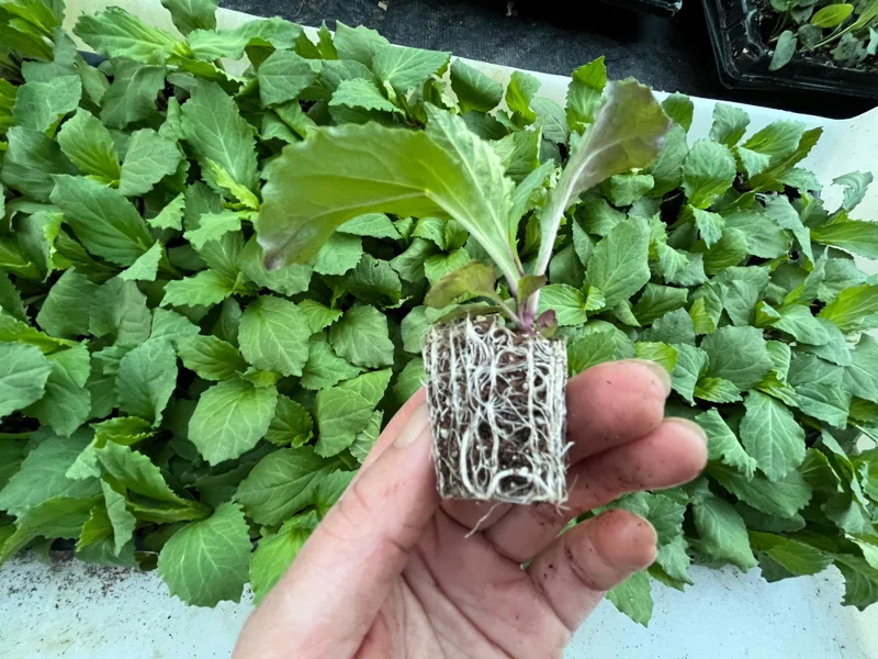 Lobelia Cardinal Flower Live Starter Plant - Well-Rooted Plug - 1x1x1.25 inch - Image 10