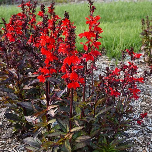 Lobelia Cardinal Flower Live Starter Plant - Well-Rooted Plug - 1x1x1.25 inch - Image 2