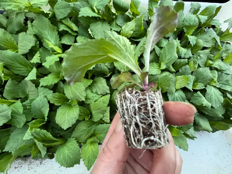 Lobelia Cardinal Flower Live Starter Plant - Well-Rooted Plug - 1x1x1.25 inch - Image 3