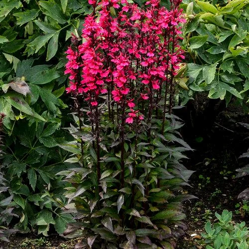 Lobelia Cardinal Flower Live Starter Plant - Well-Rooted Plug - 1x1x1.25 inch - Image 4