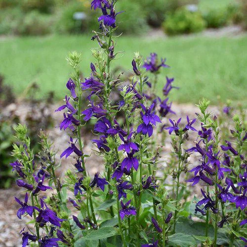 Lobelia Cardinal Flower Live Starter Plant - Well-Rooted Plug - 1x1x1.25 inch - Image 5