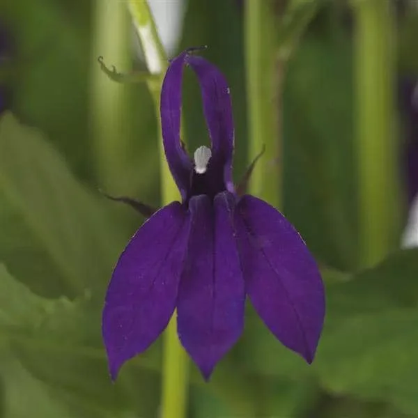 Lobelia Cardinal Flower Live Starter Plant - Well-Rooted Plug - 1x1x1.25 inch - Image 6