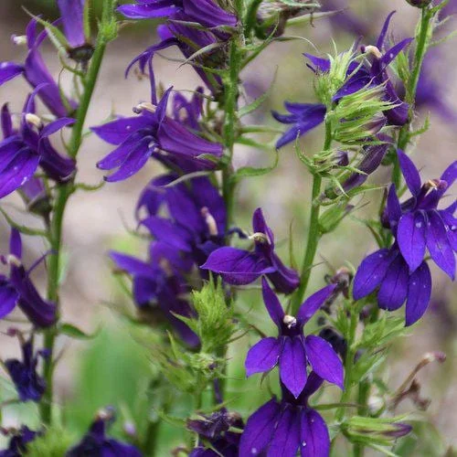 Lobelia Cardinal Flower Live Starter Plant - Well-Rooted Plug - 1x1x1.25 inch - Image 7