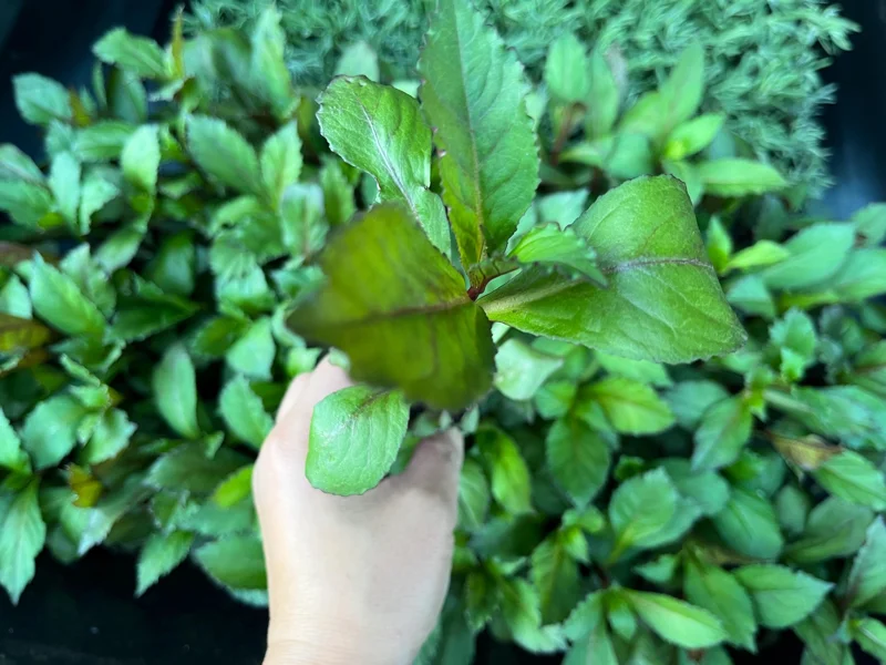 Lobelia Cardinal Flower Live Starter Plant - Well-Rooted Plug - 1x1x1.25 inch - Image 8