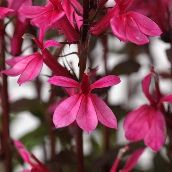 Lobelia Cardinal Flower Live Starter Plant - Well-Rooted Plug - 1x1x1.25 inch - Image 9