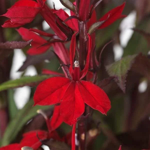 Lobelia Cardinal Flower Live Starter Plant - Well-Rooted Plug - 1x1x1.25 inch - Image 1