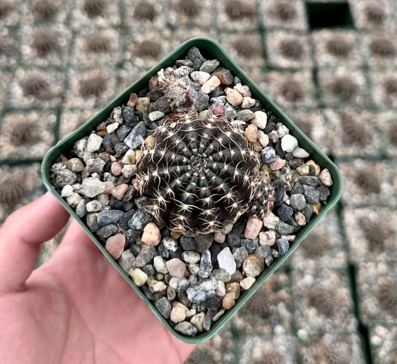 Lobivia Arachnacantha Spider Web Cactus Live Plant 3.5 Inch Pot - Image 2