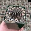 Lobivia Arachnacantha Spider Web Cactus Live Plant 3.5 Inch Pot - Image 1