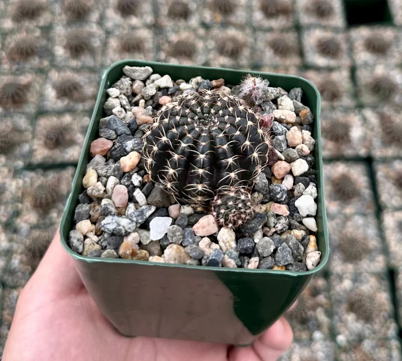 Lobivia Arachnacantha Spider Web Cactus Live Plant 3.5 Inch Pot - Image 1