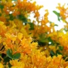 Lonicera 'Mandarin' Honeysuckle Vine Plant - Yellow/Orange Flowers - 4-6 Inch - Image 1