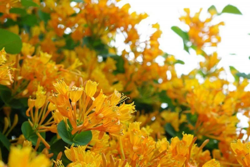 Lonicera 'Mandarin' Honeysuckle Vine Plant - Yellow/Orange Flowers - 4-6 Inch - Image 1