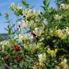 Lonicera 'Scentsation' Honeysuckle Live Plant - Fragrant Yellow Flowers - 10-18 Inch Tall - Image 1