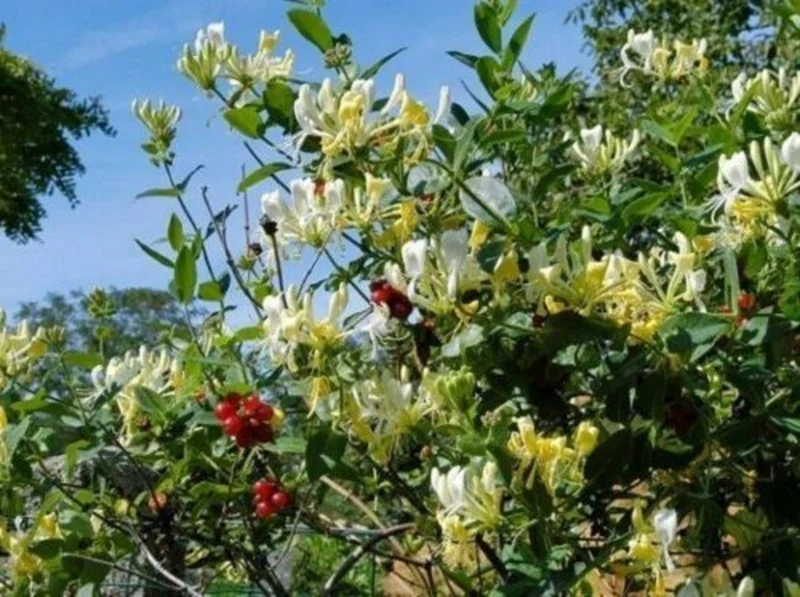 Lonicera 'Scentsation' Honeysuckle Live Plant - Fragrant Yellow Flowers - 10-18 Inch Tall - Image 1