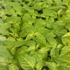 Lot of 3 Fried Chicken Super Hot Pepper Live Plants, 75+ Days Old - Image 1