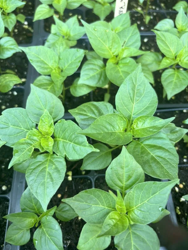 Lucifer's Dream Red Habanero Chili Live Plants - Super Hot Pepper (3-Pack) - Image 2