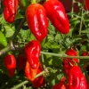 Lucifer's Dream Red Habanero Chili Live Plants - Super Hot Pepper (3-Pack) - Image 1
