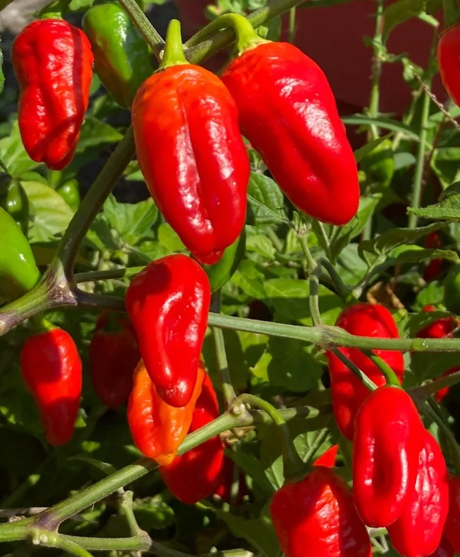 Lucifer's Dream Red Habanero Chili Live Plants - Super Hot Pepper (3-Pack) - Image 1
