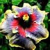 Madagascar Hibiscus Moscheutos Mallow Starter Live Plant - Perennial, Indoor/Outdoor - Image 1