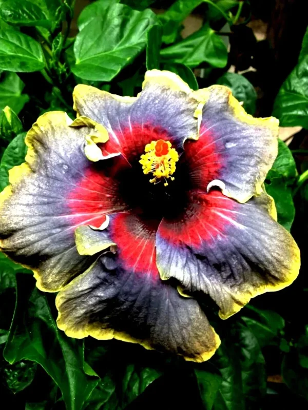 Madagascar Hibiscus Moscheutos Mallow Starter Live Plant - Perennial, Indoor/Outdoor - Image 1