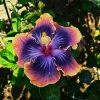 Madagascar Hibiscus Moscheutos Mallow Starter Plant Cuttings - 7 Pack, Indoor/Outdoor - Image 1