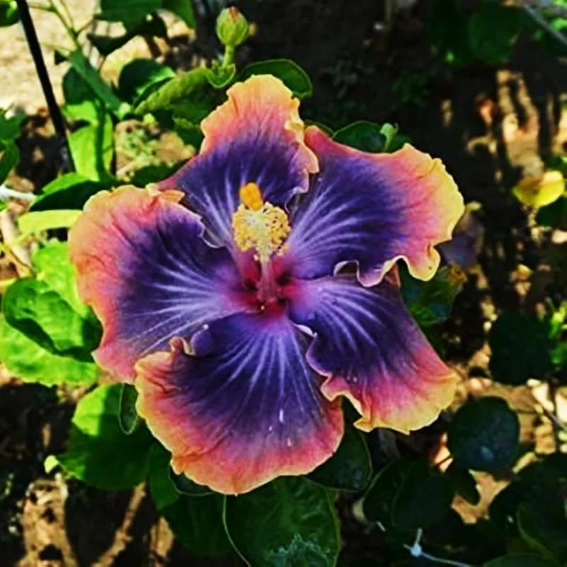 Madagascar Hibiscus Moscheutos Mallow Starter Plant Cuttings - 7 Pack, Indoor/Outdoor - Image 1