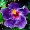 Madagascar Hibiscus Moscheutos Mallow Starter Plant Cuttings - 7 Pack - Image 1