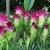Magnificent Red Curcuma Live Plant Rhizomes - Fast Grow Turmeric - Indoor/Outdoor - Image 1