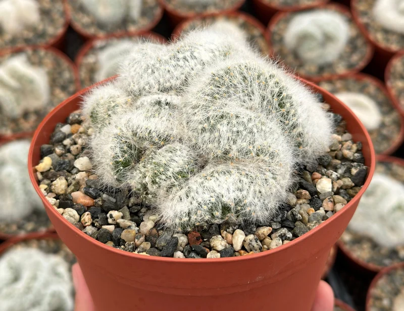 Mammillaria Baumii Crest Live Plant – Rare White Brain Cactus in 4"-6" Pot - Image 2