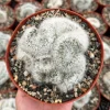 Mammillaria Baumii Crest Live Plant – Rare White Brain Cactus in 4"-6" Pot - Image 1