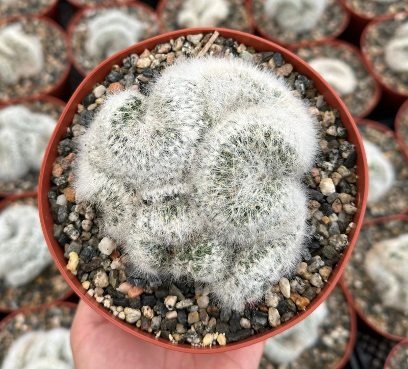 Mammillaria Baumii Crest Live Plant – Rare White Brain Cactus in 4"-6" Pot - Image 1