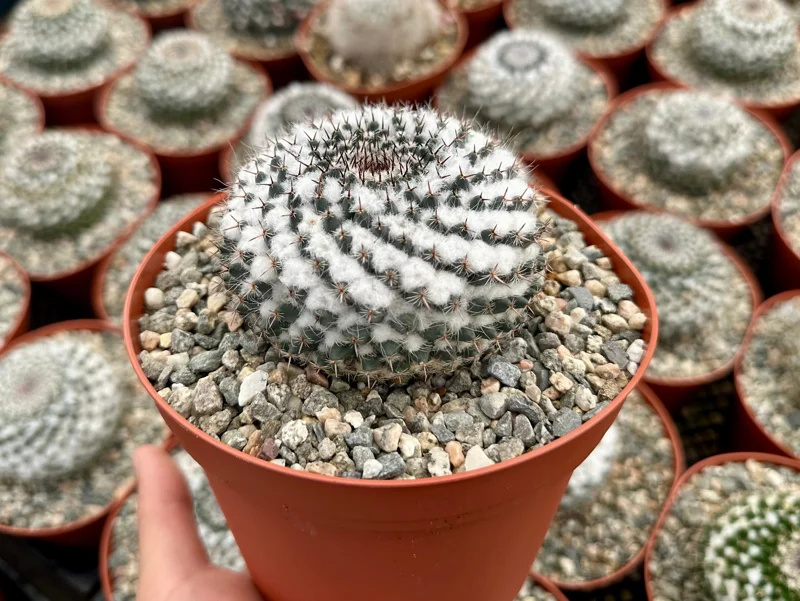 Mammillaria Chionocephala Live Plant - Snowball Cactus, Powder Puff Cactus in 4-6 inch Pot - Image 2